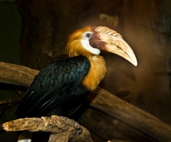 Bird With Large Beak Wallpaper