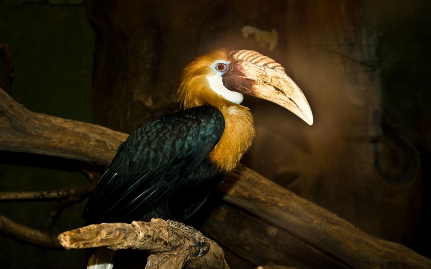 Bird With Large Beak Wallpaper 1440x900