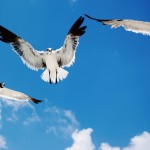 Birds Flying In The Sky Wallpaper