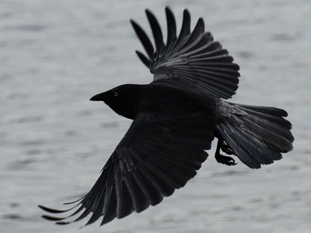 Black Crow In Flight Wallpaper 1024x768