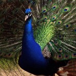 Blue Peacock Tail Spread Open Wallpaper