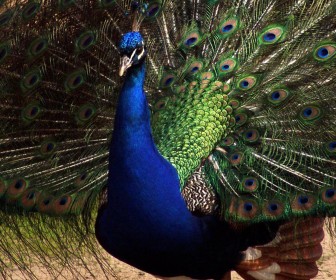 Blue Peacock Tail Spread Open Wallpaper