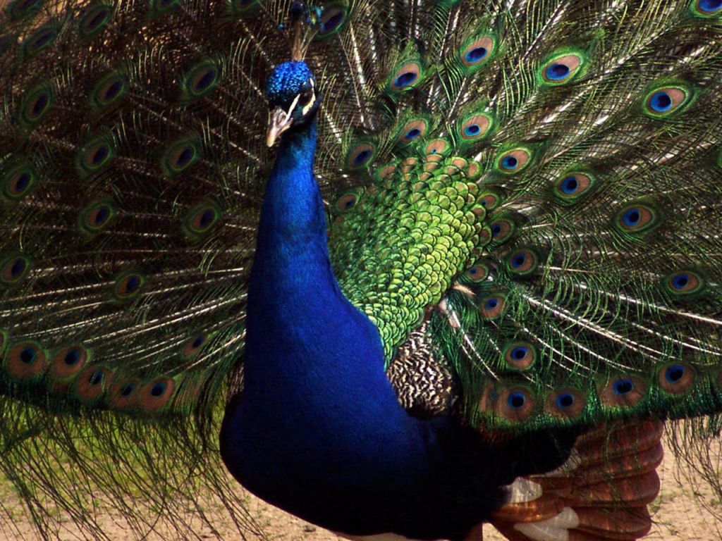 Blue Peacock Tail Spread Open Wallpaper 1024x768