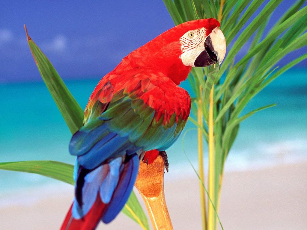 Colorful Parrot Portrait On Branch Wallpaper 1024x768