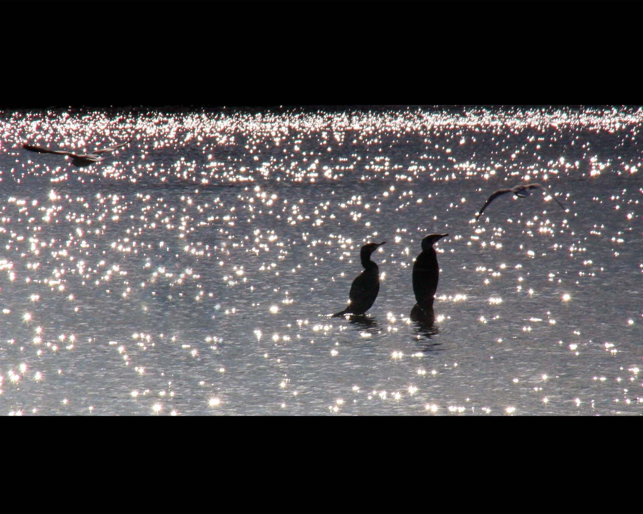 Cormorant Birds In The Water Wallpaper 1280x1024
