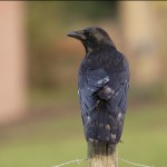 Crow On Post Rear View Wallpaper