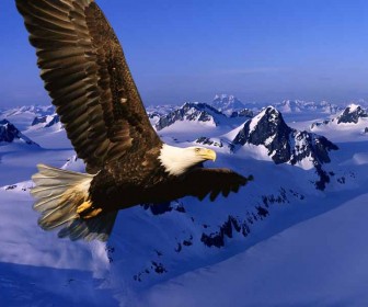 Eagle Flying Over Snow Mountains Wallpaper