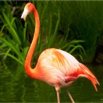 Flamingo Solo Side View Portrait Wallpaper