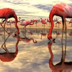 Flock Of Flamingo Digital Wallpaper