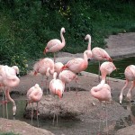 Flock Of Flamingos Wallpaper