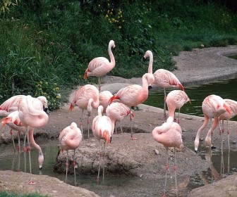 Flock Of Flamingos Wallpaper