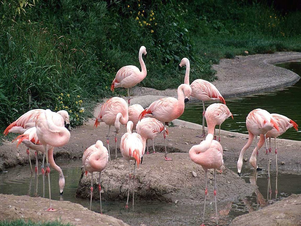 Flock Of Flamingos Wallpaper 1024x768