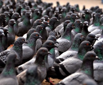 Flock Of Pigeons Wallpaper