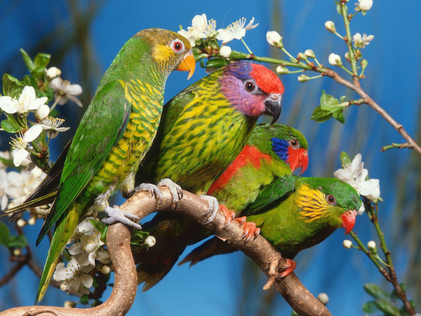 Four Colorful Birds On A Branch Wallpaper 1400x1050