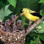 Gold Finch Feeding Young Wallpaper
