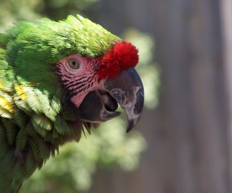 Green Macaw Face Close Up Wallpaper
