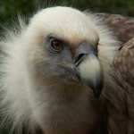 Griffon Vulture Head Close Up Wallpaper
