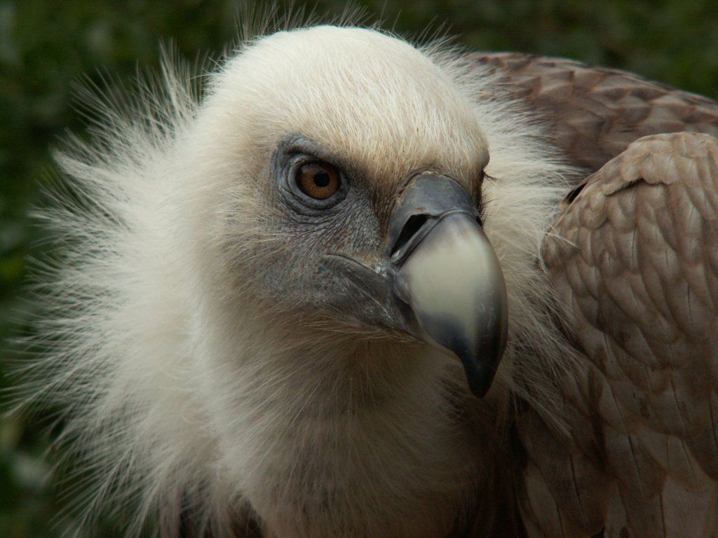 Griffon Vulture Head Close Up Wallpaper 1024x768