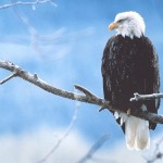 Hawk Sitting On Branch Wallpaper