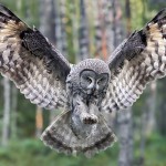 Owl In Flight Forest Wallpaper