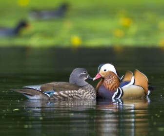 Pair Of Mandarin Ducks In The Water Wallpaper