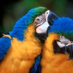 Pair Of Parrots Cleaning Feathers Wallpaper