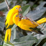 Pair Of Yellow Lovebirds On Branch Wallpaper