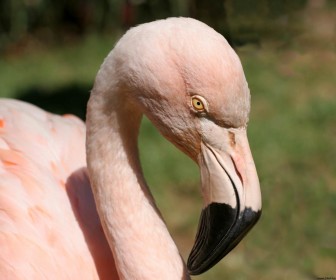 Pale Pink Flamingo Close Up Wallpaper