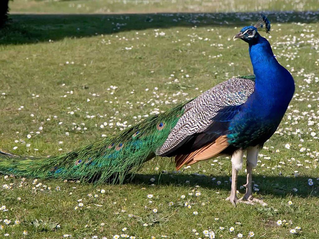 Peacock Side View Wallpaper 1024x768