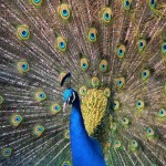 Peacock Tail Spread Open Wallpaper