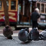 Pigeons Cable Car Background Wallpaper