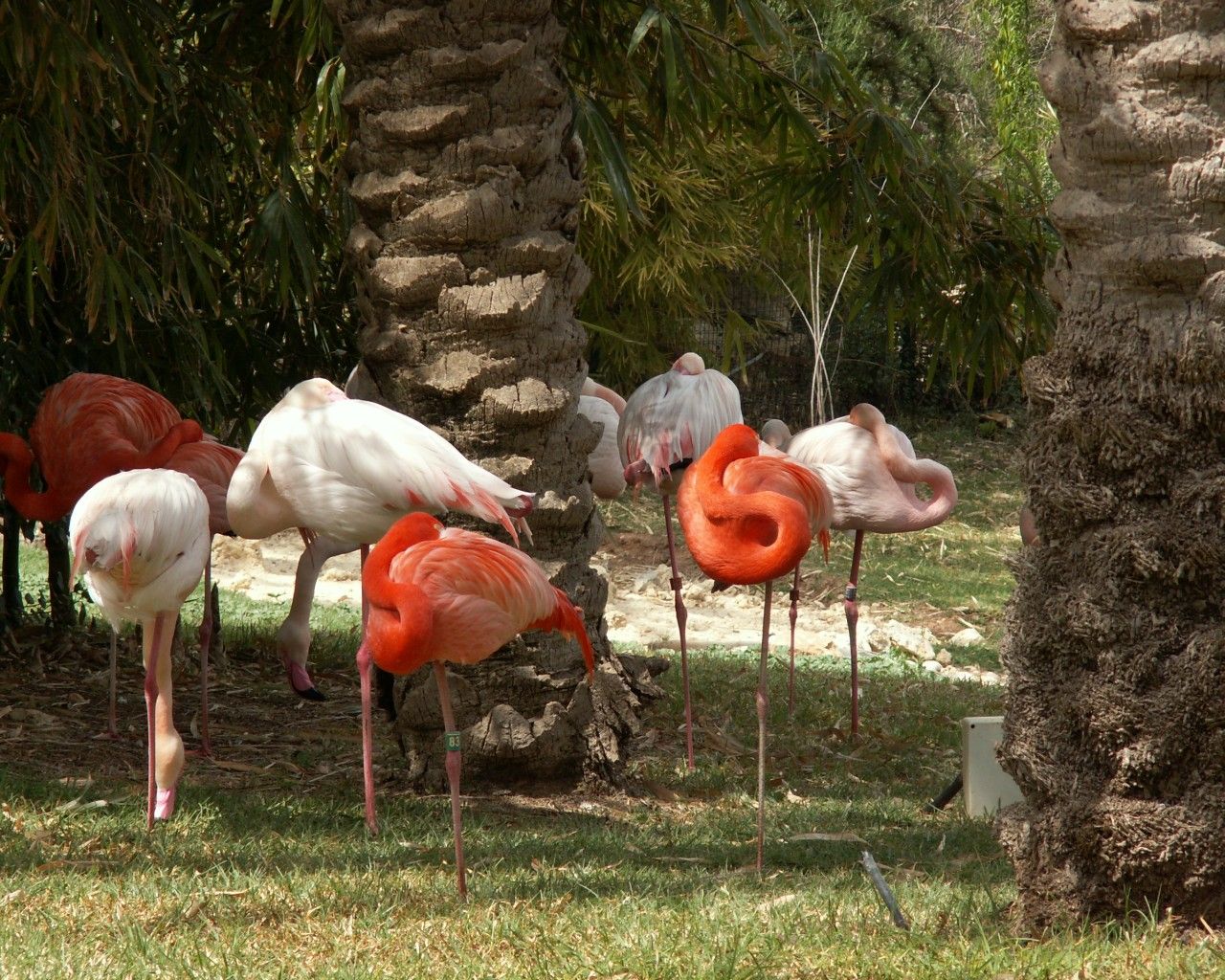 Pink And Orange Flamingos Wallpaper 1280x1024