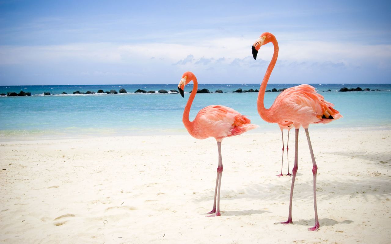 Pink Flamingos Beach Wallpaper 1280x800