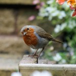 Red Breast Robin Close Up Wallpaper