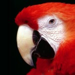 Red Macaw Face Close Up Wallpaper