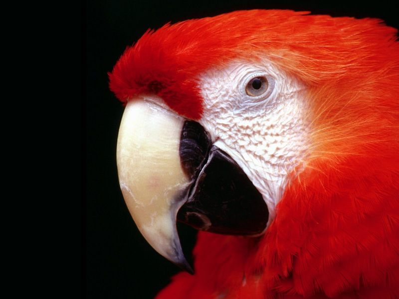 Red Macaw Face Close Up Wallpaper 800x600
