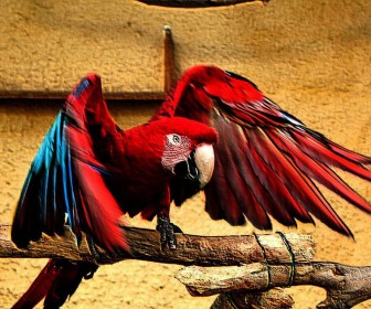 Red Parrot Wings Spread Wallpaper