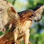 Red Tail Hawk Close Up Wallpaper
