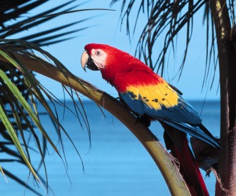 Scarlet Macaw On Branch Wallpaper