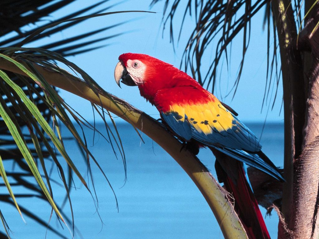 Scarlet Macaw On Branch Wallpaper 1024x768