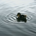Small Duckling In The Water Wallpaper