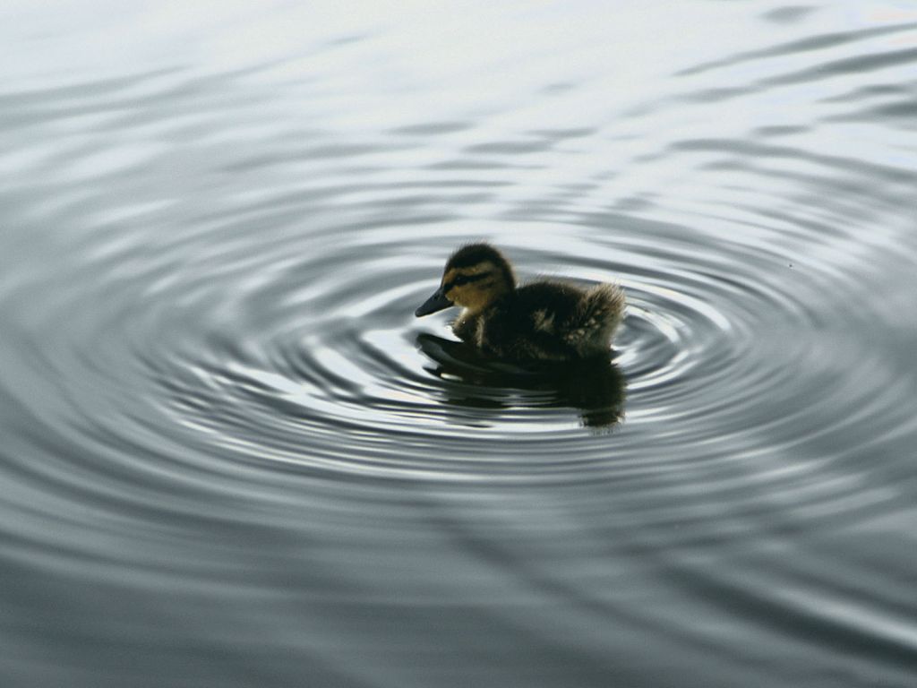 Small Duckling In The Water Wallpaper 1024x768