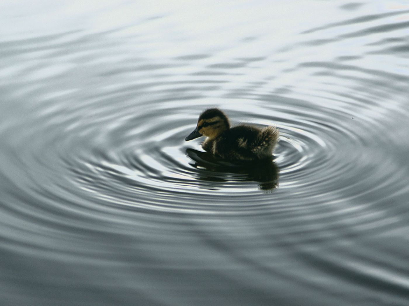 Small Duckling In The Water Wallpaper 1400x1050
