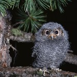 Small Furry Owl Portrait Wallpaper
