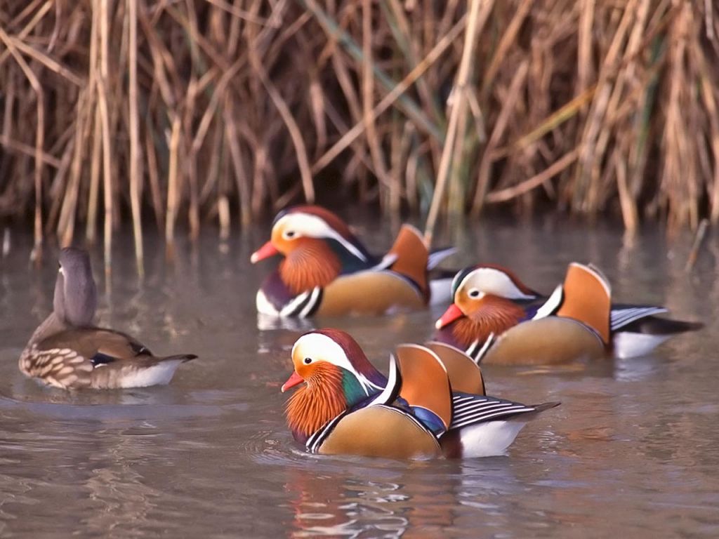 Small Mandarin Ducks In The Water Wallpaper 1024x768