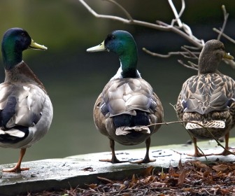 Three Mallar Ducks Rear View Wallpaper