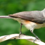 Tufted Titmouse Close Up