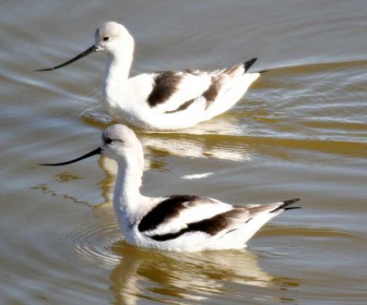Two Avocets In The Water Wallpaper