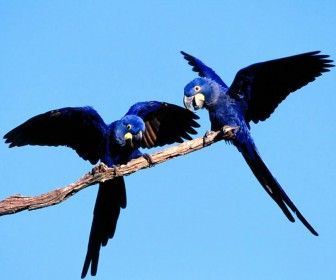 Two Blue Parrots On Branch Wallpaper