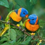 Two Colorful Parrots On Branch Wallpaper